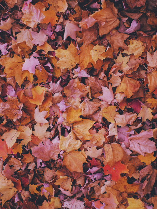 Fall Leaves - The top 5 Fall Trends for 2023